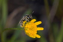 Sweat Bee (Halictidae) on flower, Red Corral Ranch, Texas, USA *Digitally removed twig in background