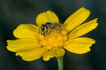 Sweat Bee (Halictidae) pollinating flower, Red Corral Ranch, Texas, USA
