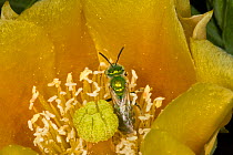 Sweat Bee (Halictidae) pollinating Prickly Pear Cactus (Opuntia mercerize) Red Corral Ranch, Texas, USA