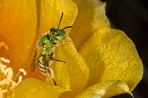 Sweat Bee (Halictidae) pollinating Prickly Pear Cactus (Opuntia mercerize) Red Corral Ranch, Texas