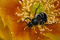Texas flower scarab beetle (Trichiotinus texanus) on Prickly Pear Cactus blossom, Red Corral Ranch, Texas, USA