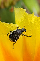 Texas flower scarab beetle (Trichiotinus texanus) on Prickly pear cactus blossom, Red Corral Ranch, Texas, USA