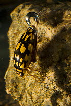 Sunburst / Marbled diving beetle (Thermonectus marmoratus) underwater, with air bubble, Corral Ranch, Texas, USA