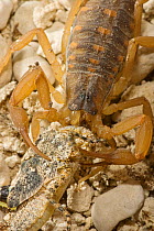 Striped Bark Scorpion (Centruoides vittatus) feeding on grasshopper, Red Corral Ranch, Texas, USA