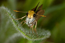 Julia's skipper butterfly (Nastra julia) portrait at rest on leaf, Red Corral Ranch, Texas, USA