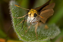 Julia's Skipper butterfly (Nastra julia) portrait at rest on leaf, Red Corral Ranch, Texas, USA