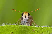 Julia's Skipper butterfly (Nastra julia) head portrait showing eyes and antennas, Red Corral Ranch, Texas, USA