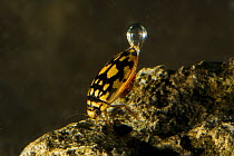 Sunburst / Marbled diving beetle (Thermonectus marmoratus) swimming underwater with air bubble, Red Corral Ranch, Texas, USA