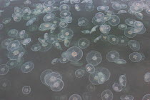 Swarm of Moon Jellyfish (Aurelia aurita) Katmai National Park, Alaska, USA