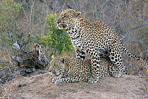 Pair of Leopards (Panthera pardus) mating, Mala Mala Game Reserve, South Africa