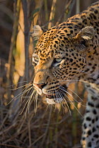 Leopard (Panthera pardus) head portrait,  Mala Mala Game Reserve, South Africa
