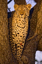Leopard (Panthera pardus) portrait, with injury / wound to foreleg, standing in tree, Mala Mala Game Reserve, South Africa