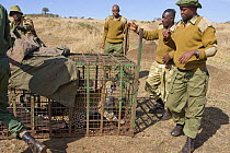 Leopard (Panthera pardus) trapped by local farmers, and being released by reserve wardens into a protected area. Masai Mara Game Reserve, Kenya, East Africa, October 2006