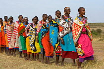 Maasai women  wearing colourful traditional dress, singing and ceremonial dancing. Near Masai Mara Reserve, Kenya, East Africa, August 2008