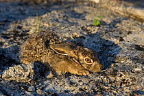 Black-tailed Jackrabbit (Lepus californium) juvenile,  hunkered down, camouflaged against rock, Red Corral Ranch, Texas, USA