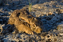 Close up of Black-tailed Jackrabbit (Lepus californium) juvenile,  hunkered down, camouflaged against rock, Red Corral Ranch, Texas, USA