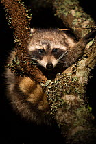 Common Raccoon (Procyon lotor) climbing in tree,  Red Corral Ranch, Texas, USA