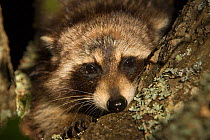 Common Raccoon (Procyon lotor) head portrait, sitting in tree branch, Red Corral Ranch, Texas, USA