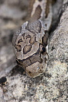 Great Plains rat snake (Elaphe guttata emoryi) head portrait, camouflaged against rock, Red Corral Ranch, Texas, USA