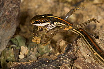 Redstripe Ribbon Snake (Thamnophis p. rubrilineatus) swallowing Blanchard's Cricket Frog (Acris crepitans blanchardi) Red Corral Ranch, Texas, USA