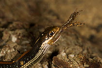 Redstripe Ribbon Snake (Thamnophis p. rubrilineatus) swallowing Blanchard's Cricket Frog (Acris crepitans blanchardi) Red Corral Ranch, Texas, USA