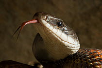 Texas Rat Snake (Elaphe obsoleta lindheimerii) head portrait with forked tongue protruding  Red Corral Ranch, Texas, USA