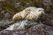 Harbour / Common Seals (Phoca vitulina) resting on rocks, Katmai National Park, Alaska, USA