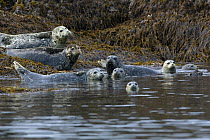 Group of Harbour / Common Seals (Phoca vitulina) resting and swimming on the shoreline, Katmai National Park, Alaska, USA