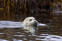 Harbour / Common Seal (Phoca vitulina) swimming in shallow water near shore, Katmai National Park, Alaska, USA