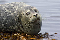 Harbour / Common Seal (Phoca vitulina) resting on shoreline, Katmai National Park, Alaska, USA
