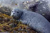 Harbour / Common Seal (Phoca vitulina) juvenile, resting on seaweed covered rocks, with adult, Katmai National Park, Alaska, USA