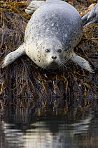 Harbour / Common Seal (Phoca vitulina) moving from an exposed rock into the water, Katmai National Park, Alaska, USA