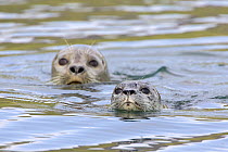 Two Harbour / Common Seals (Phoca vitulina) swimming in coastal waters, Katmai National Park, Alaska, USA
