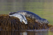 Harbour / Common Seal (Phoca vitulina) adult and juvenile, resting on an exposed coastal rock. Katmai National Park, Alaska, USA