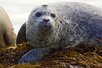 Harbour / Common Seal (Phoca vitulina) juvenile head portrait, resting on seaweed covered rock, Katmai National Park, Alaska, USA