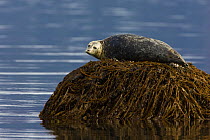 Harbour / Common Seal (Phoca vitulina) resting on seaweed covered rock, Katmai National Park, Alaska, USA
