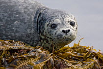 Harbour / Common Seal (Phoca vitulina) head portrait, resting on seaweed covered rock, Katmai National Park, Alaska, USA