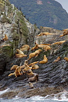 Colony of Steller's Sea Lions (Eumetopias jubatus) resting on exposed cliff along coastline,  Katmai National Park, Alaska, USA, November