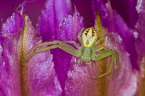 Crab Spider (Misumenops sp.) close up on flower petals, Red Corral Ranch, Texas, USA