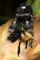 Daring Jumping Spider (Phidippus audax) feeding on Digger bee (Anthophorini) on Prickly Pear Cactus Bloom, Red Corral Ranch, Texas, USA