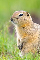 Richardson's ground squirrel (Spermophilus richardsonii) portrait sitting upright, Elk Island National Park, Canada