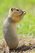 Richardson's ground squirrel (Spermophilus richardsonii) portrait sitting upright, groming, Elk Island National Park, Canada