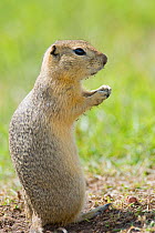 Richardson's ground squirrel (Spermophilus richardsonii) portrait sitting upright, groming, Elk Island National Park, Canada