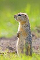 Richardson's ground squirrel (Spermophilus richardsonii) portrait sitting upright and alert, Elk Island National Park, Canada