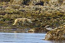 Grey wolf (Canis lupus) prowling along seaweed covered coastline, Katmai National Park, Alaska, USA