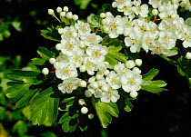 Hawthorn / May blossom (Crataegus monogyna) ~Morden, South London, England, UK, May