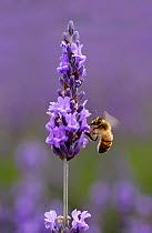 Honey bee (Apis mellifera) feeding from Lavender (Lavandula) flowers, Mayfield Lavender Farm, North Downs, Surrey, UK, July