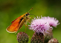 Small Skipper Butterfly (Thymelicus sylvestris) feeding from Thistle flowers, Morden, South London.  UK, July