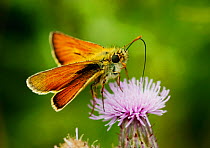 Small Skipper Butterfly (Thymelicus sylvestris) feeding from Thistle flowers, Morden, South London. ~UK, July