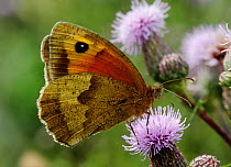 Meadow Brown Butterfly (Maniola jurtina) feeding from Thistle flowers, Morden, South London, UK